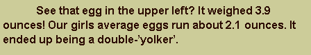 Text Box: 	See that egg in the upper left? It weighed 3.9 ounces! Our girls average eggs run about 2.1 ounces. It ended up being a double-�yolker�.