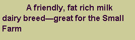 Text Box: 	A friendly, fat rich milk dairy breed�great for the Small Farm